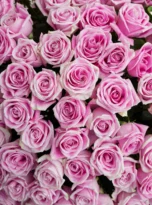 201-pink-roses-box-arrengement-flowers-in-belek-1.webp